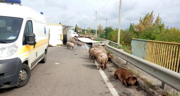 Окружную Харькова заполонили свиньи