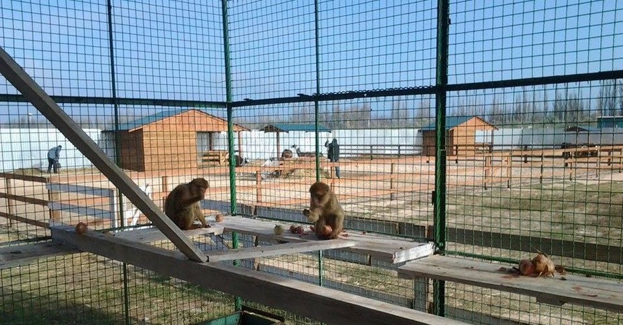 В херсонском зоопарке обезьяны лук едят охотнее бананов