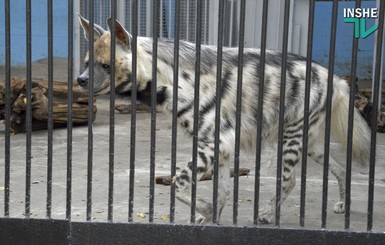 В Николаеве для полосатых гиен построили рекордный вольер