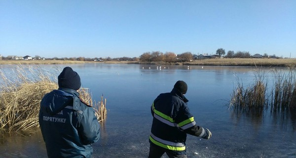 В Петриковке лебеди категорически 