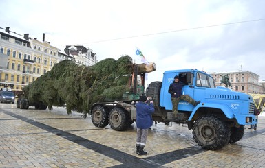 В Киев привезли главную елку страны