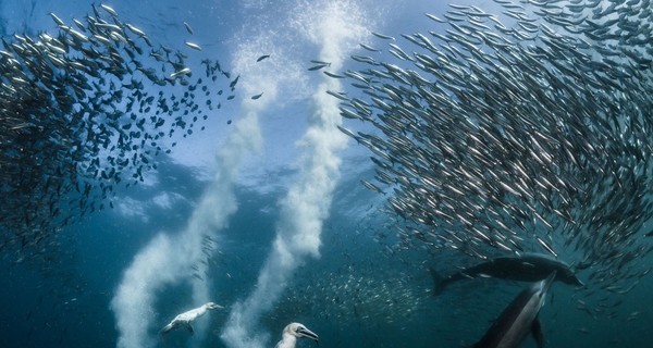 National Geographic определил лучшие фотографии природы уходящего года