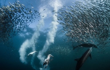 National Geographic определил лучшие фотографии природы уходящего года