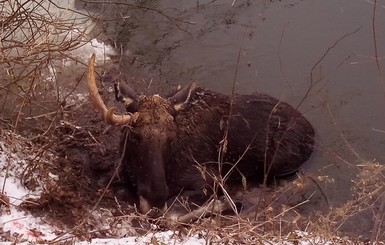 В западню попался лось, и спасать его пришлось