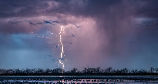 Издание Nature опубликовало лучшие научные снимки 2016 года