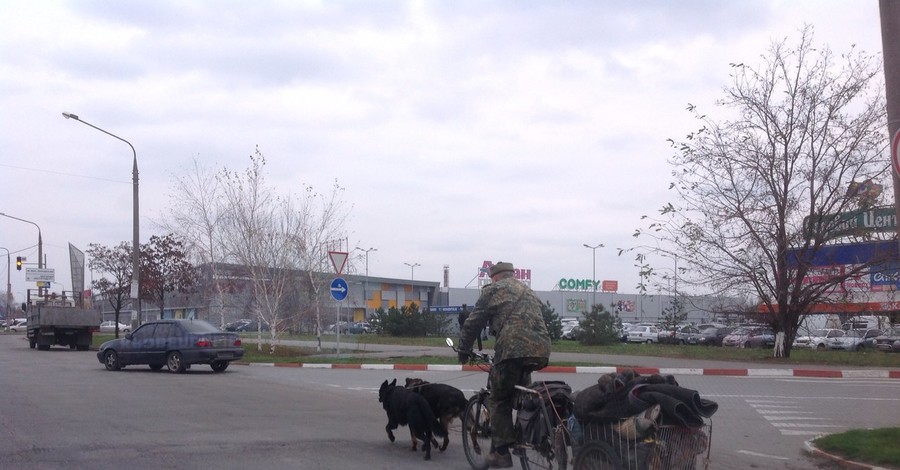 По Запорожью разъезжает собачья упряжка