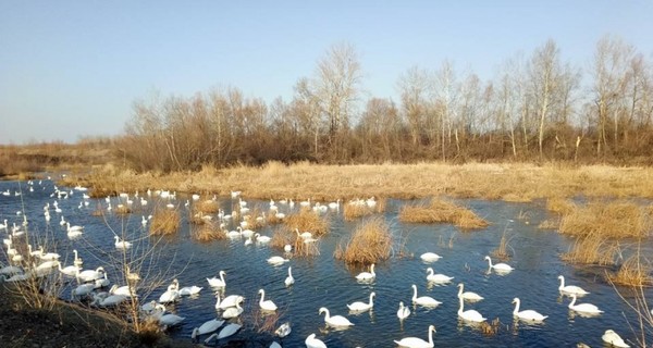 Лебеди на Буковине погибли из-за птичьего гриппа