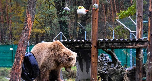 Украинских медведей учат плавать и добывать еду