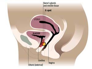 Специалисты выяснили, что точка G есть не у всех женщин 