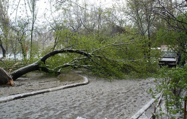 В Запорожье под тяжестью снега повалено около 400 деревьев