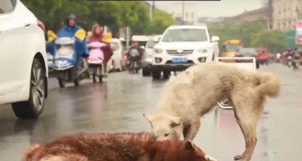 В Интернете выложили трогательное видео, как собака спасала сбитого машиной друга