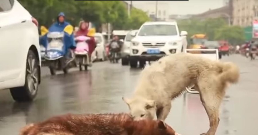 В Интернете выложили трогательное видео, как собака спасала сбитого машиной друга