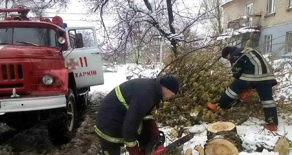 Итоги метелей: гибель пенсионерки, поваленные деревья и ожидание нового коллапса