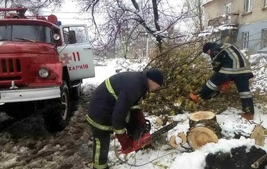 Итоги метелей: гибель пенсионерки, поваленные деревья и ожидание нового коллапса