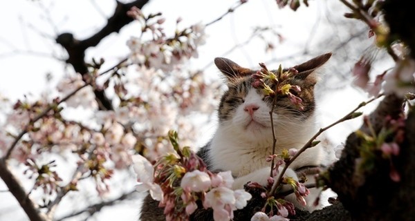 Завтра, 26 апреля, ночью местами еще сохранятся заморозки