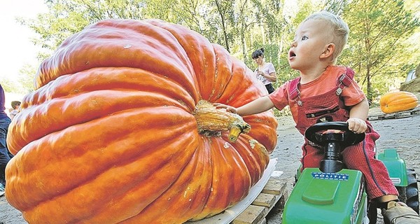 Топ-5 осенних продуктов, на которые стоит 