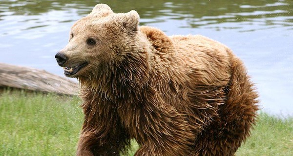 В карпатском поселке Перкалаба медведи только в октябре загрызли шесть коров