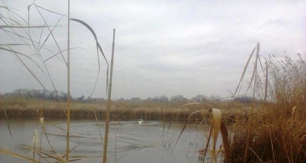 Под Днепром лебедей спасали лопатами