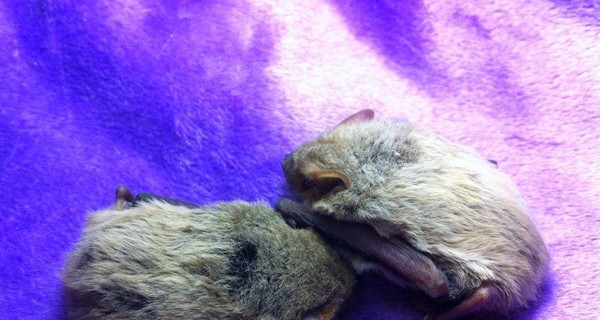 В Запорожье детсадовцы спасли пару летучих мышей