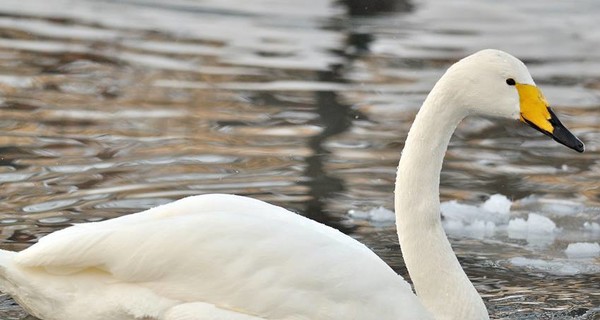 На Кременчугском водохранилище возле дамбы замерзают полсотни лебедей