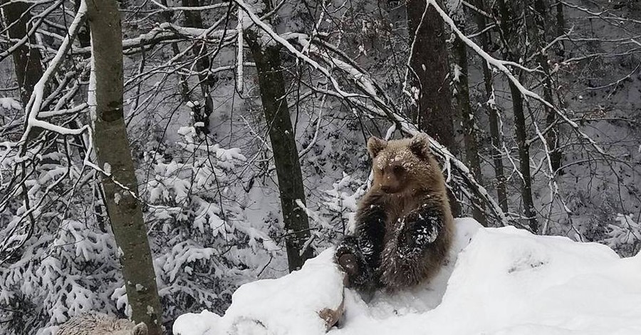 Среди елей и метелей спят медведи до апреля