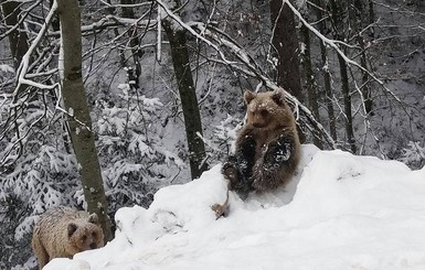 Среди елей и метелей спят медведи до апреля