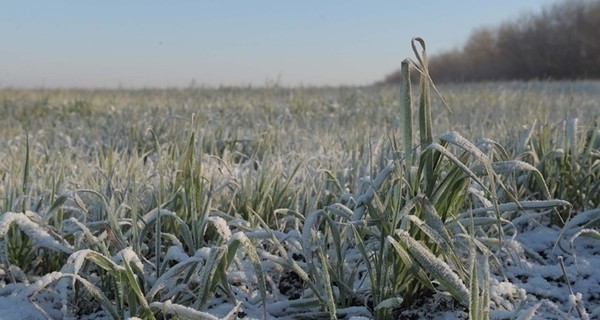 Сегодня днем ,12 февраля, местами пройдет небольшой снег