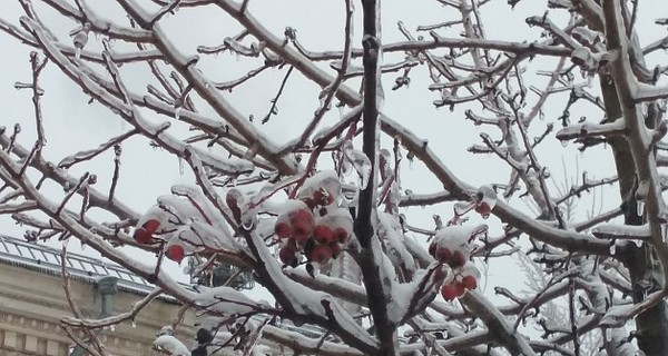 Погодный апокалипсис в Запорожской области: обледеневшие улицы, застрявшие машины, города без газа и электричества