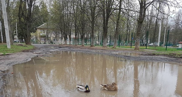 В Харькове в луже посреди дороги поселились утки