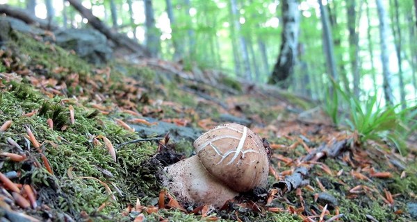 На Закарпатье и Прикарпатье уже собирают белые грибы