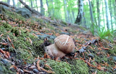 На Закарпатье и Прикарпатье уже собирают белые грибы