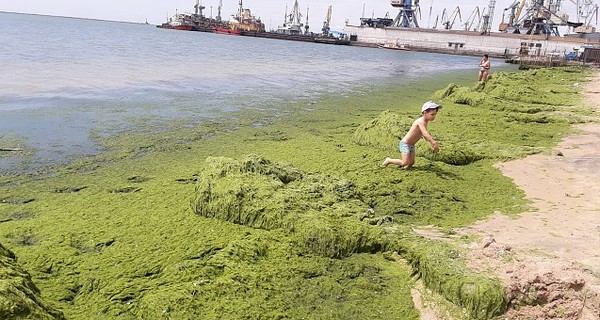 В Бердянск бегите от рутины – там чудо-водоросли и дельфины