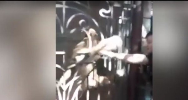 На Тернопольщине в зоопарке львица напала на подростка