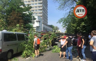 Видео: возле Рады упавшее дерево повредило три автомобиля