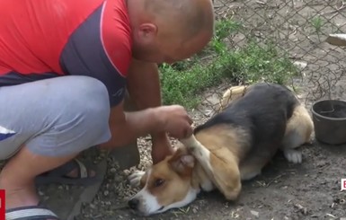 Самые опасные животные в городе: бешеный еж и ручная собачка