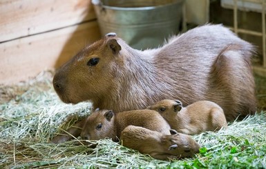 У новорожденных капибар из харьковского экопарка две мамы