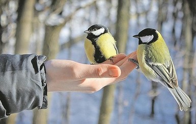 Новый год 2019 будет снежным, а в январе по Украине ударят крепкие морозы