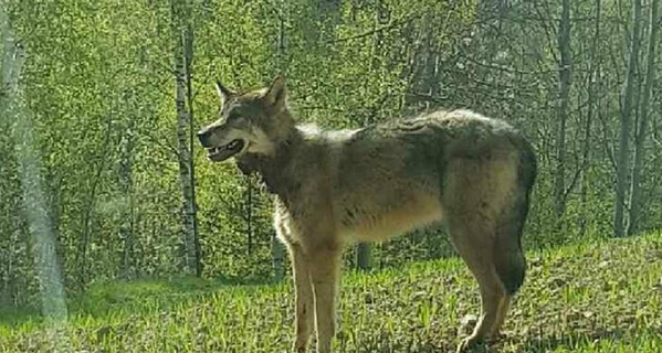 Жизнь и смерть знаменитого волка-вегетарианца из Беларуси, которого застрелили в Украине