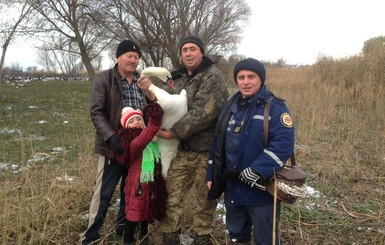 Сезон спасения примерзших лебедей: орнитологи рассказали, как правильно помогать птицам