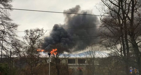 На пожаре в английском зоопарке погибли рыбы, птицы и лягушки