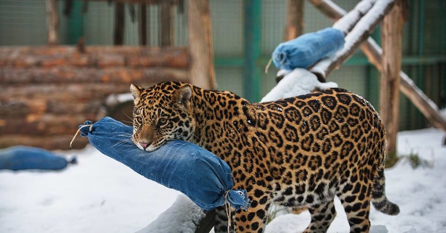 Харьковских ягуаров с днем рождения поздравили джинсовыми подушками 