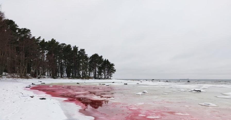 Море в Эстонии окрасилось в кроваво-красный