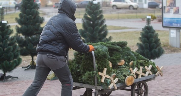 Как культурно сдать ненужную елку