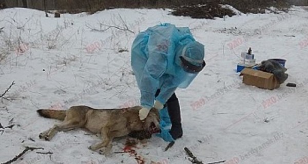 В Запорожской области ввели карантин из-за бешеного волка