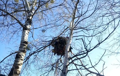 Киевлянин, поселившийся на дереве, может быть подсадной уткой