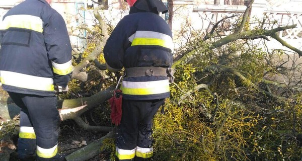 В Виннице рухнувшее дерево убило 11-летнюю девочку