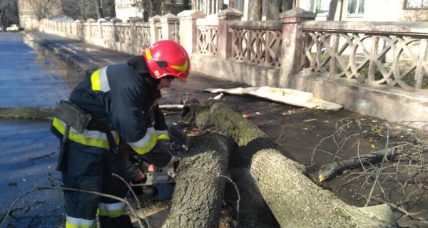 В Винницкой области вторая жертва падающих деревьев: погибла 29-летняя девушка