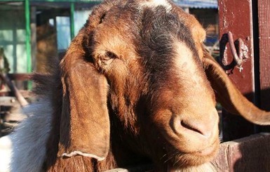 Главный козел Одессы Кузьмич стал многодетным отцом