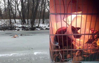 Пес, ради спасения которого, сумчанин чуть не утонул в ледяной реке, нашел дом