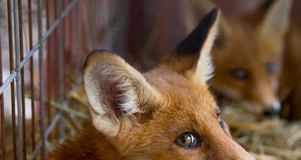 Студенты из Харькова не дали лисятам стать 